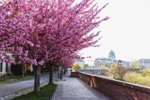 One of the best things to do in Budapest is visiting the castle quarter during spring