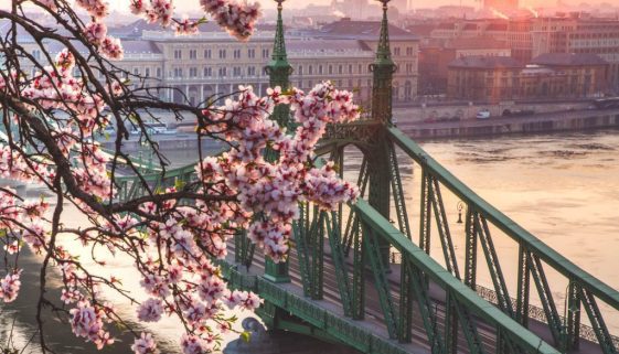 liberty bridge at sunrise with cherry blossom