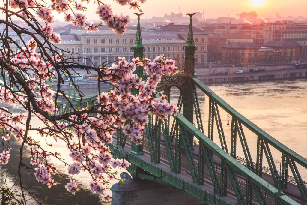 liberty bridge at sunrise with cherry blossom